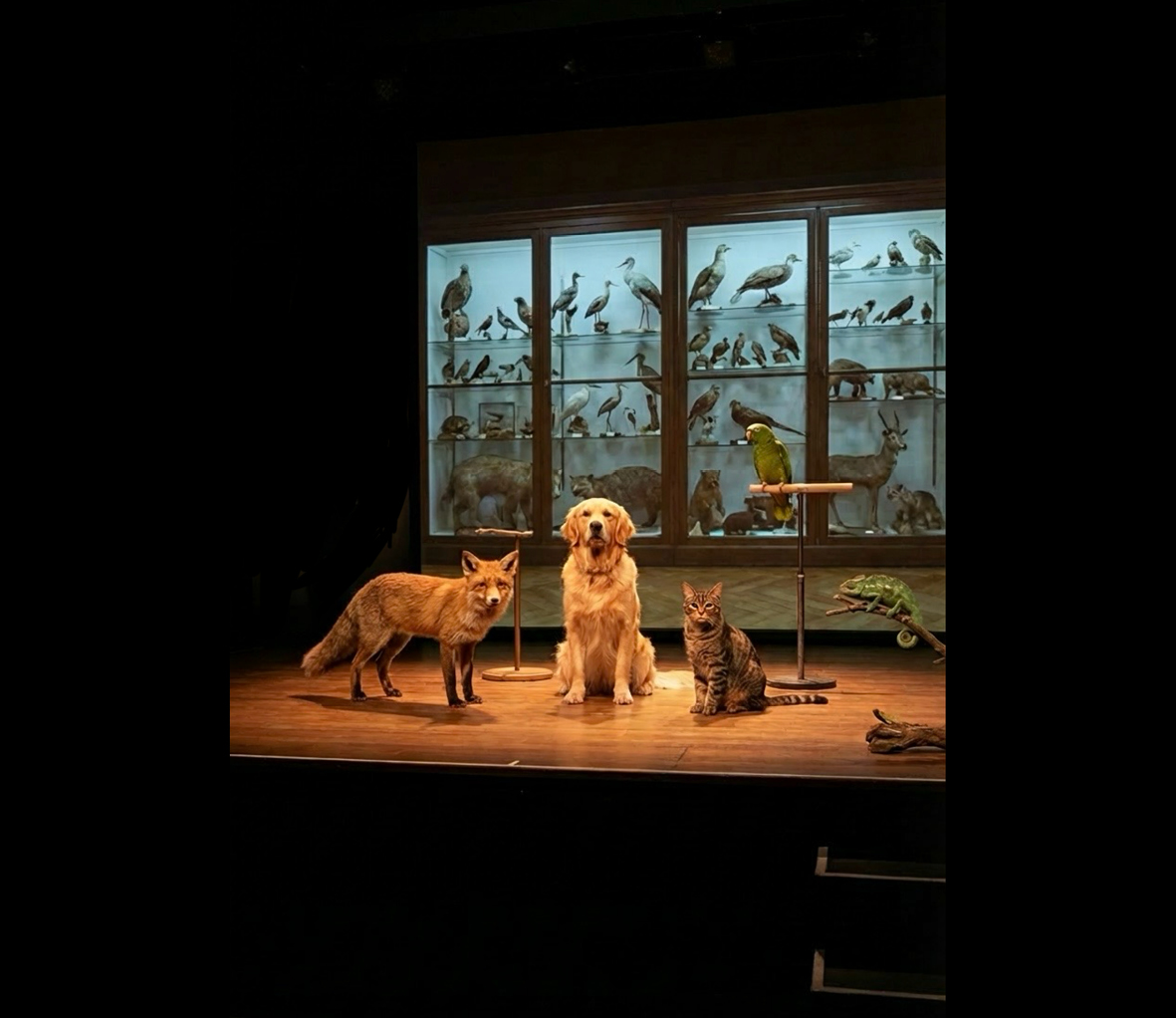 The Animal Room